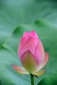 un lotus en bouton symbole du yoga