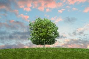 arbre vert sur un ciel bleu avec des nuages roses