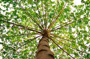 arbre symbole de la posture vrikasana