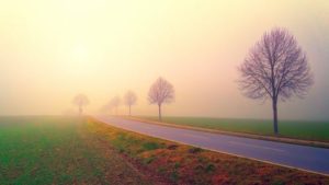 arbres au bord d'une route à l'aube