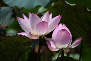 deux lotus roses symbole du yoga