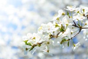 fleurs blanches symbole de la pureté