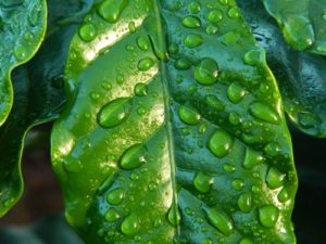 goutte de pluie sur une feuille