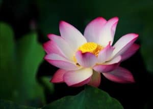 lotus ouvert symbole epanouissement liberation par le yoga