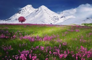 une prairie face à des montagnes enneigées