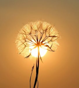 pissenlit devant le soleil